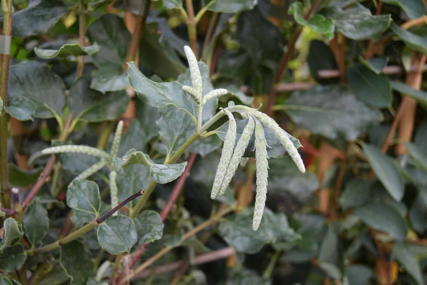 Garrya elliptica